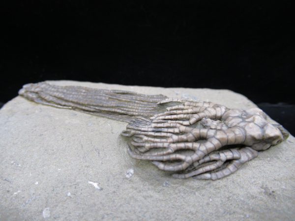 Genuine Crawfordsville Crinoid Fossils for Sale from Indiana #134c