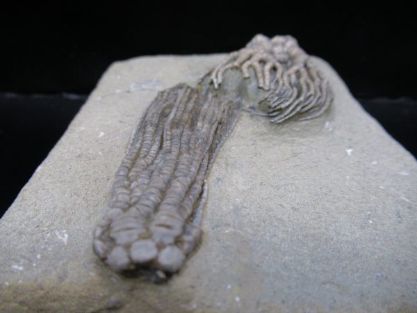 Genuine Crawfordsville Crinoid Fossils for Sale from Indiana #134d