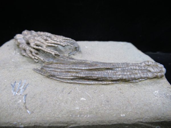 Genuine Crawfordsville Crinoid Fossils for Sale from Indiana #134e