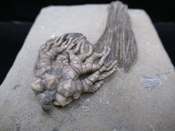Genuine Crawfordsville Crinoid Fossils for Sale from Indiana #134f