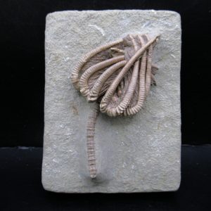 Genuine Crawfordsville Crinoid Fossils for Sale from Indiana #135