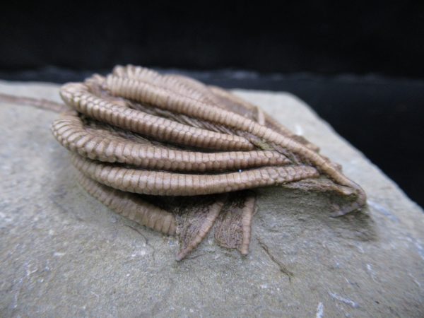Genuine Crawfordsville Crinoid Fossils for Sale from Indiana #135c