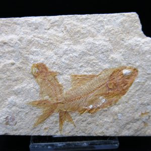 Genunie Cretaceous Age Lebanon Fish Plate Fossil for Sale #103