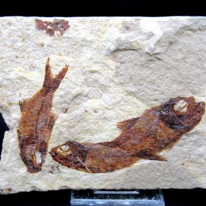 Genunie Cretaceous Age Lebanon Fish Plate Fossil for Sale #105