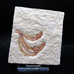 Genunie Cretaceous Age Lebanon Fish Plate Fossil for Sale #82