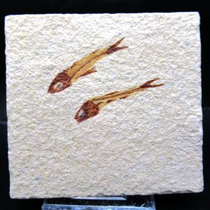 Genunie Cretaceous Age Lebanon Fish Plate Fossil for Sale #84