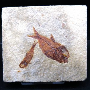 Genunie Cretaceous Age Lebanon Fish Plate Fossil for Sale #85