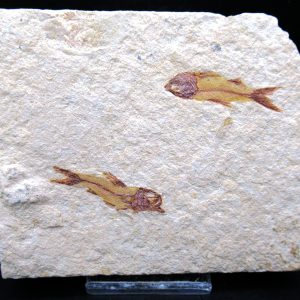 Genunie Cretaceous Age Lebanon Fish Plate Fossil for Sale #86