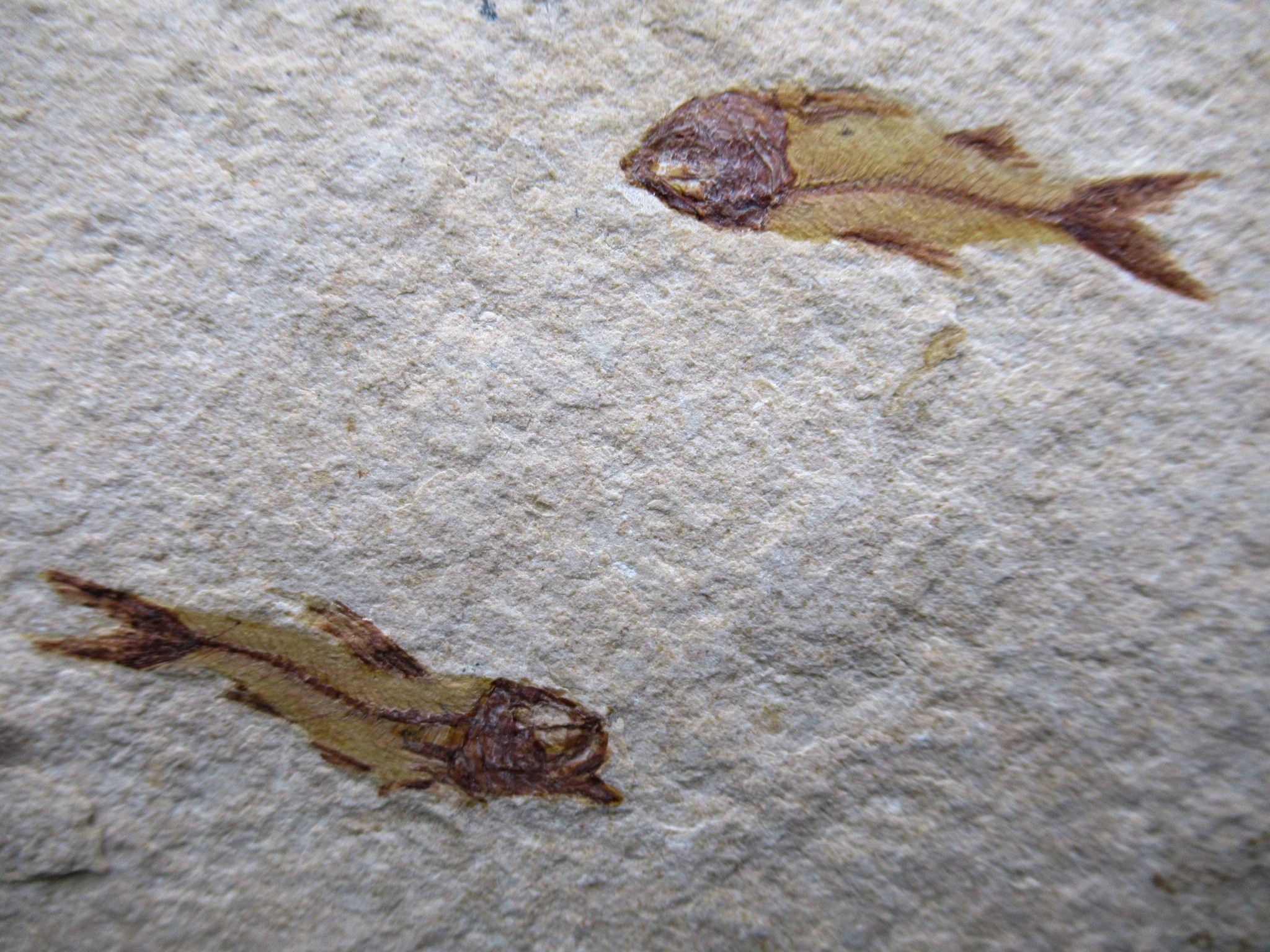 Cretaceous Lebanon Fish Plate 86a | Fossils for Sale Genunie Cretaceous Age Lebanon Fish Plate Fossil for Sale #86a