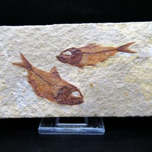 Genunie Cretaceous Age Lebanon Fish Plate Fossil for Sale #87