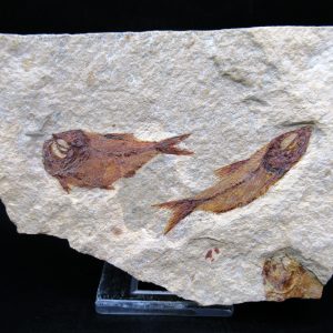 Genunie Cretaceous Age Lebanon Fish Plate Fossil for Sale #88