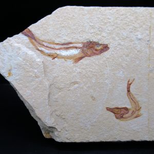 Genunie Cretaceous Age Lebanon Fish Plate Fossil for Sale #89