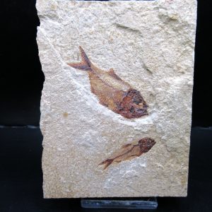 Genunie Cretaceous Age Lebanon Fish Plate Fossil for Sale #90