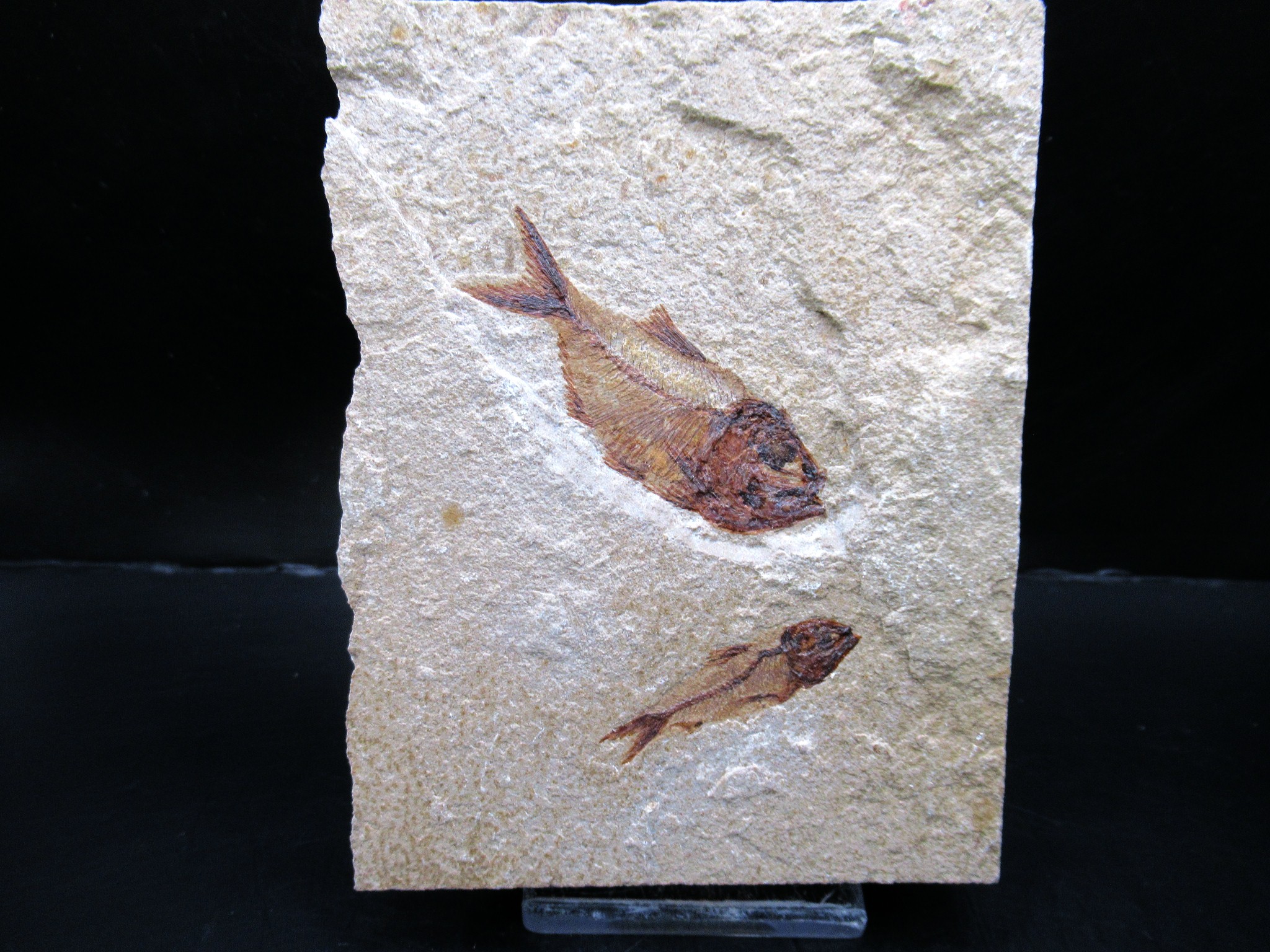 Cretaceous Lebanon Fish Plate 90 | Fossils for Sale Genunie Cretaceous Age Lebanon Fish Plate Fossil for Sale #90