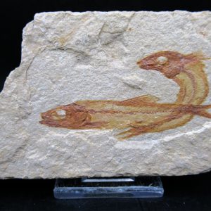 Genunie Cretaceous Age Lebanon Fish Plate Fossil for Sale #92