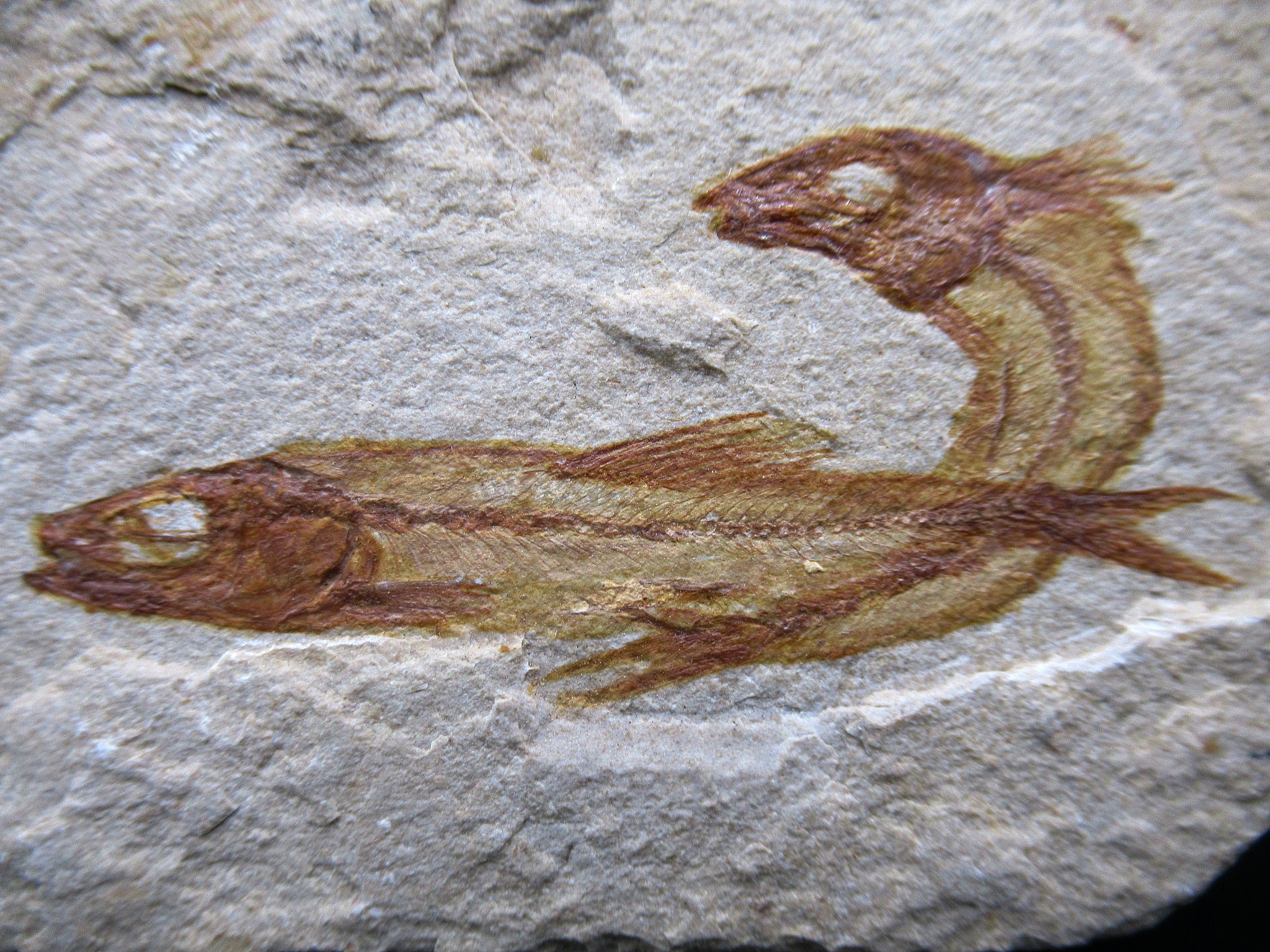 Cretaceous Lebanon Fish Plate 92a | Fossils for Sale Genunie Cretaceous Age Lebanon Fish Plate Fossil for Sale #92a