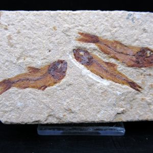 Genunie Cretaceous Age Lebanon Fish Plate Fossil for Sale #93