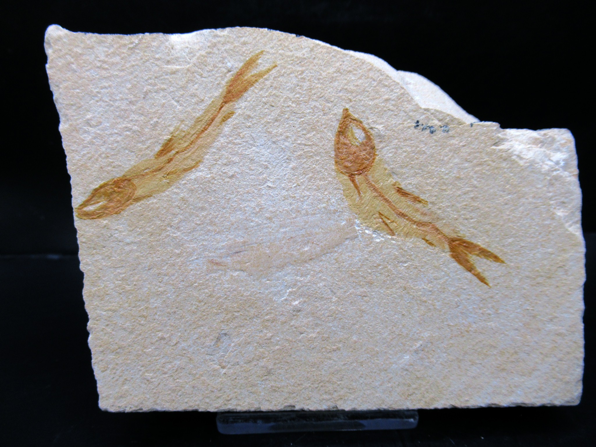 Cretaceous Lebanon Fish Plate 96 | Fossils for Sale Genunie Cretaceous Age Lebanon Fish Plate Fossil for Sale #96