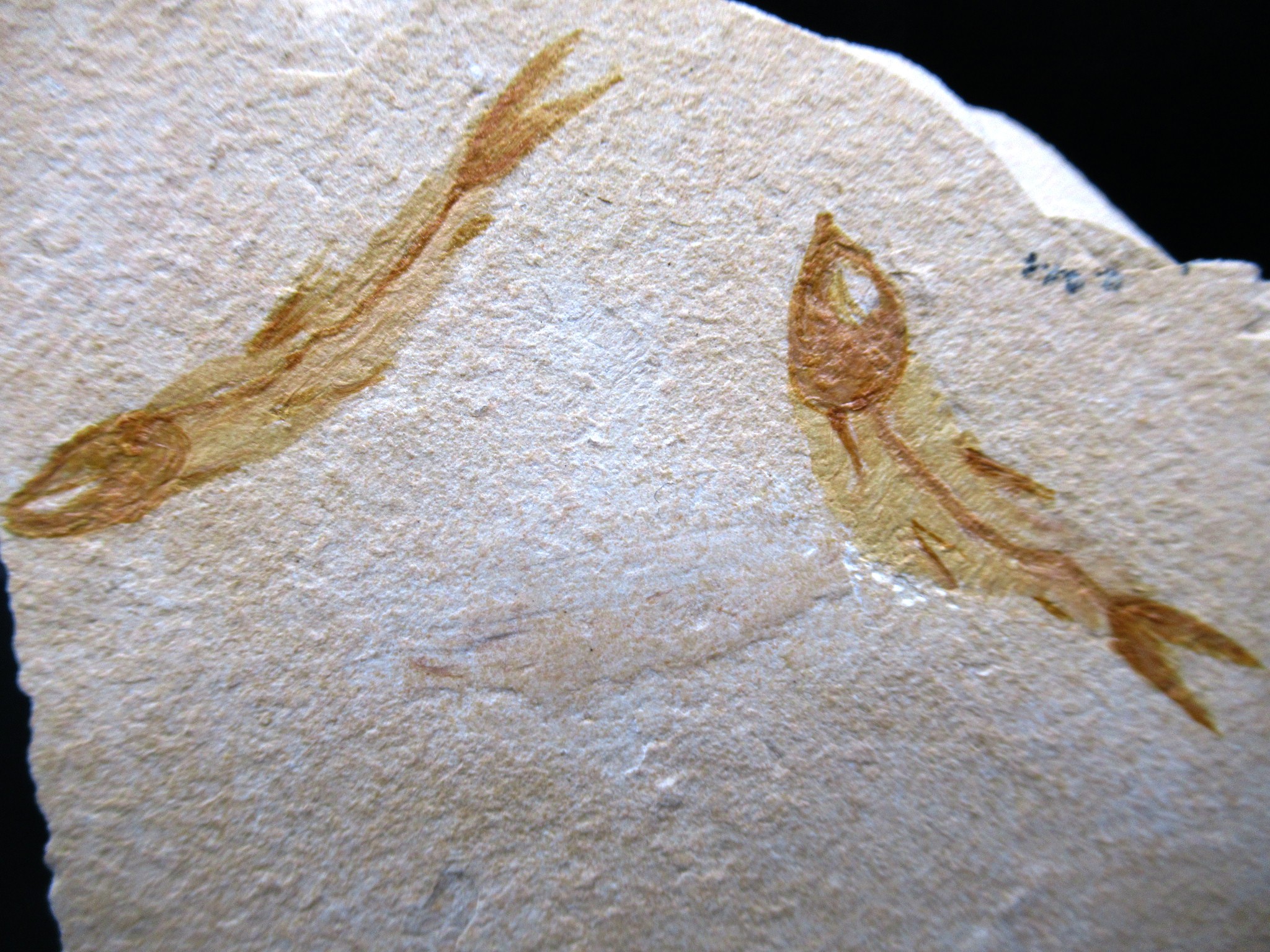 Cretaceous Lebanon Fish Plate 96a | Fossils for Sale Genunie Cretaceous Age Lebanon Fish Plate Fossil for Sale #96a