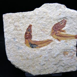 Genunie Cretaceous Age Lebanon Fish Plate Fossil for Sale #97