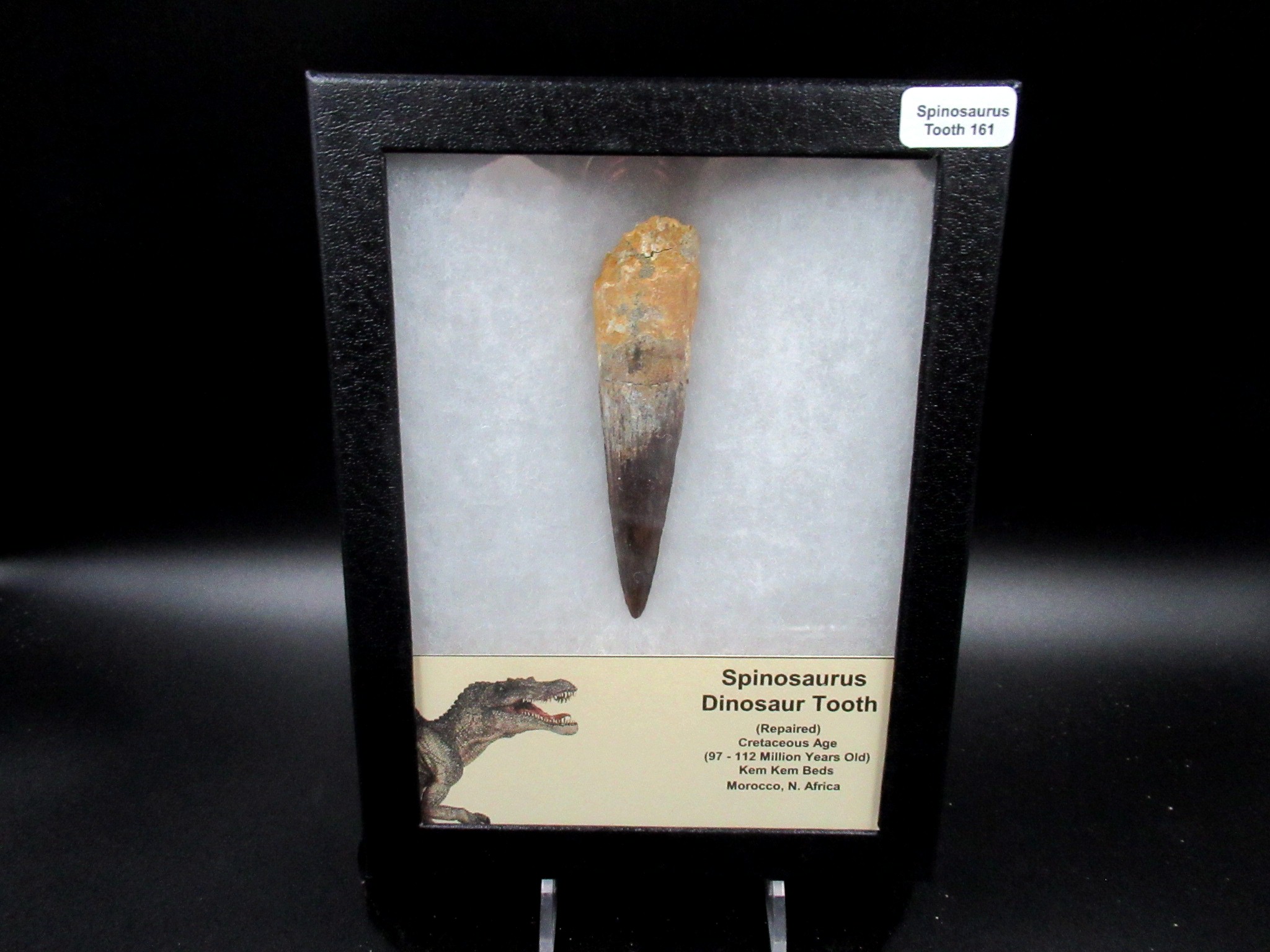 Spinosaurus Dinosaur – Tooth #161 Fossils for Sale