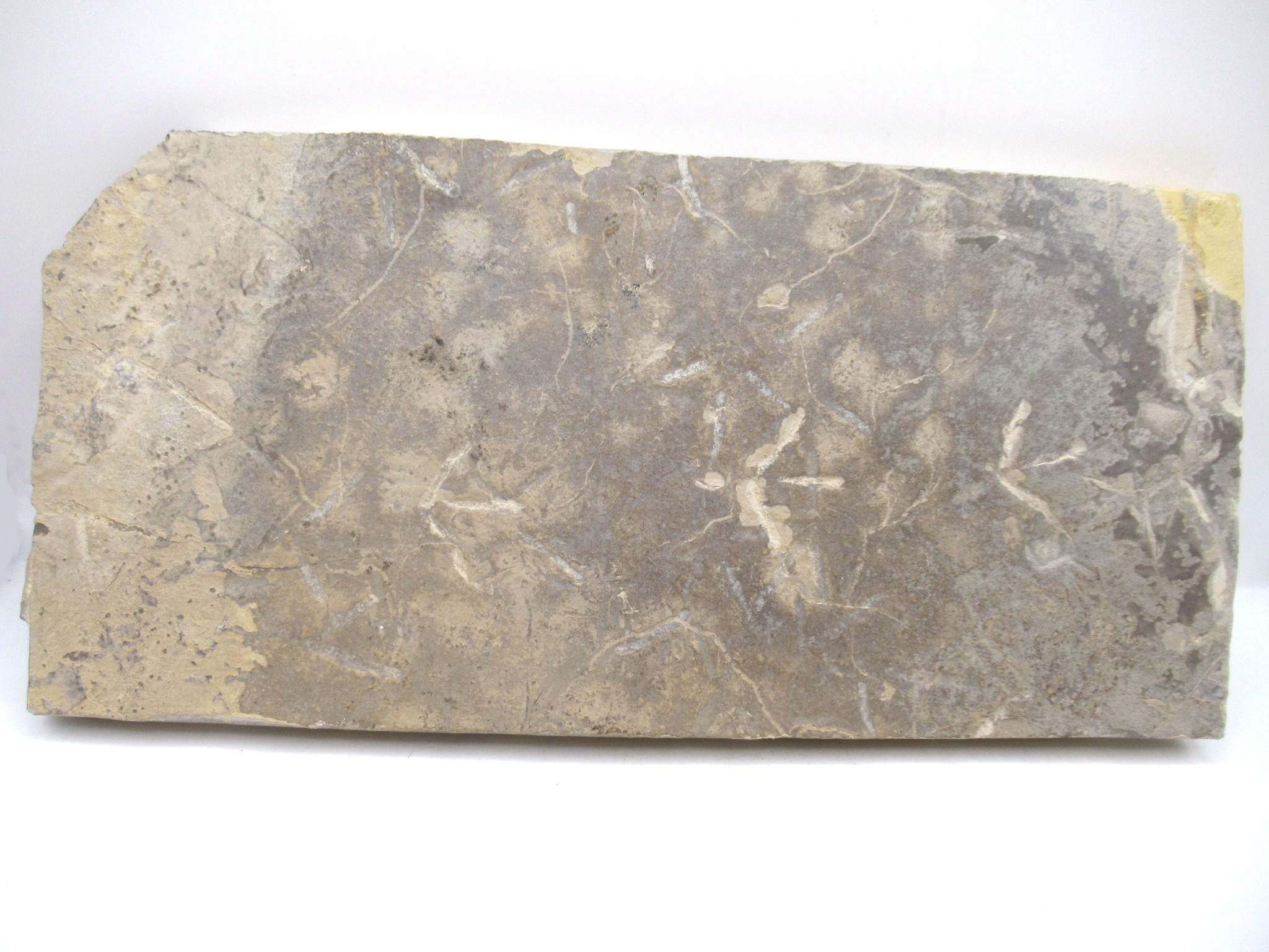 Green River Bird Track Fossil Plate #12 Fossils for Sale