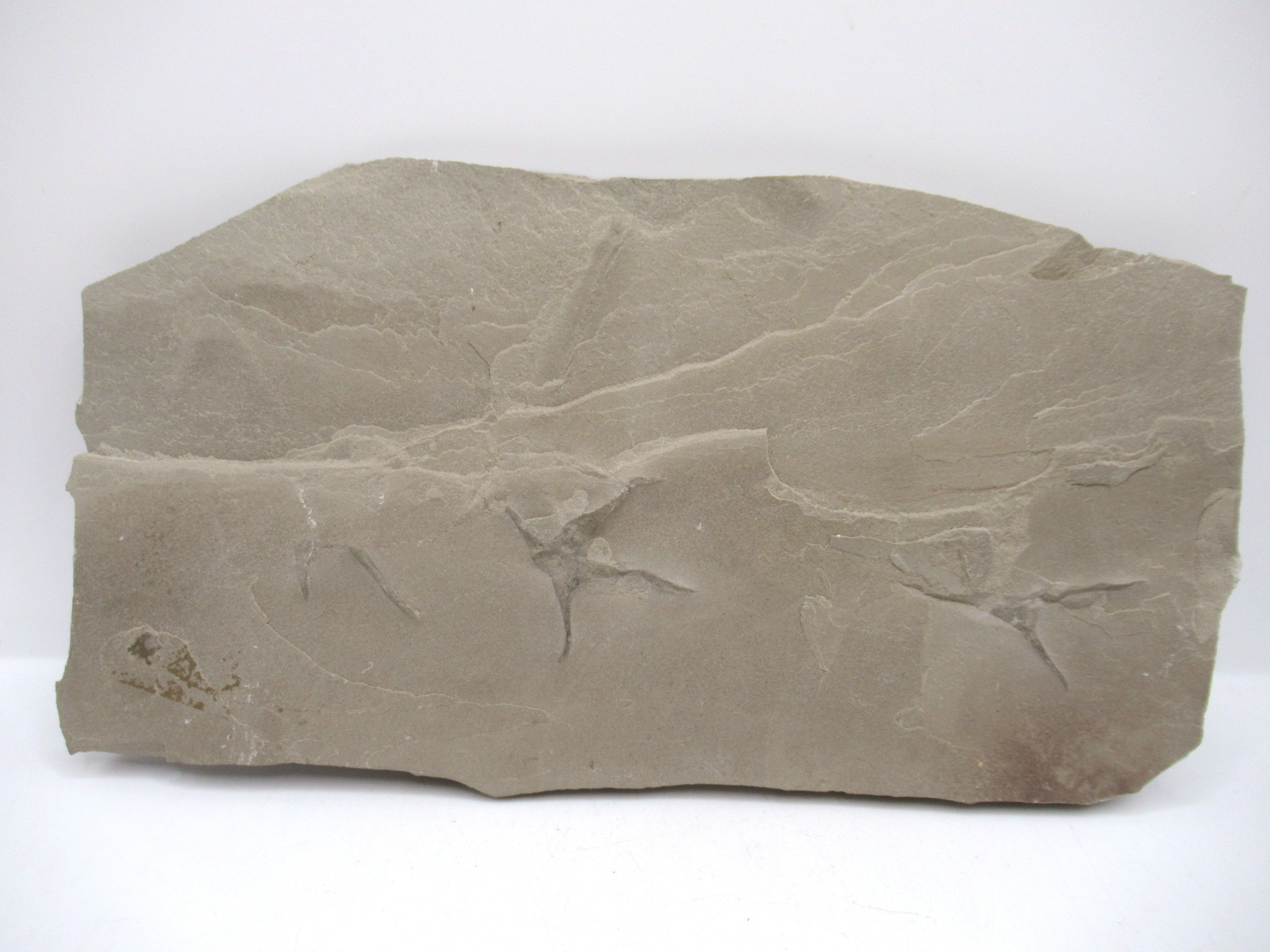 Green River Bird Track Fossil Plate #7 Fossils for Sale