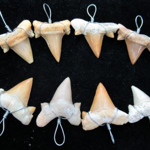 Genuine Cretaceous Age Wrapped Shark Tooth Pendant Fossils From Morocco For Sale From North Africa