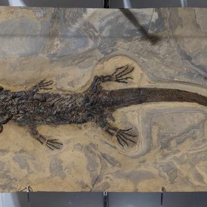 Genuine Permian Age Sclerocephalus Amphibian Fossil for Sale from Germany #1