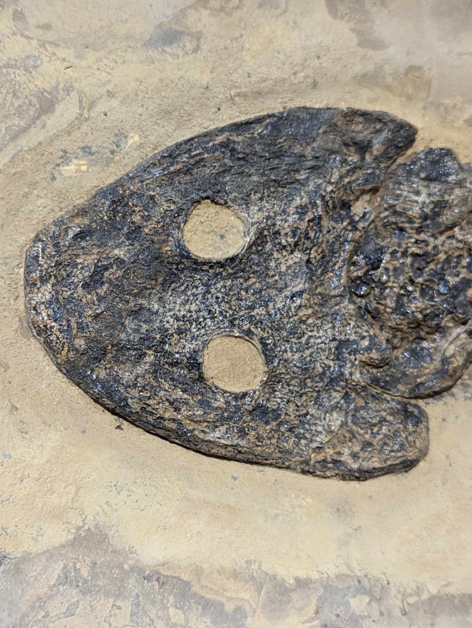 German Permian Sclerocephalus Amphibian 1a | Fossils for Sale Genuine Permian Age Sclerocephalus Amphibian Fossil for Sale from Germany #1a