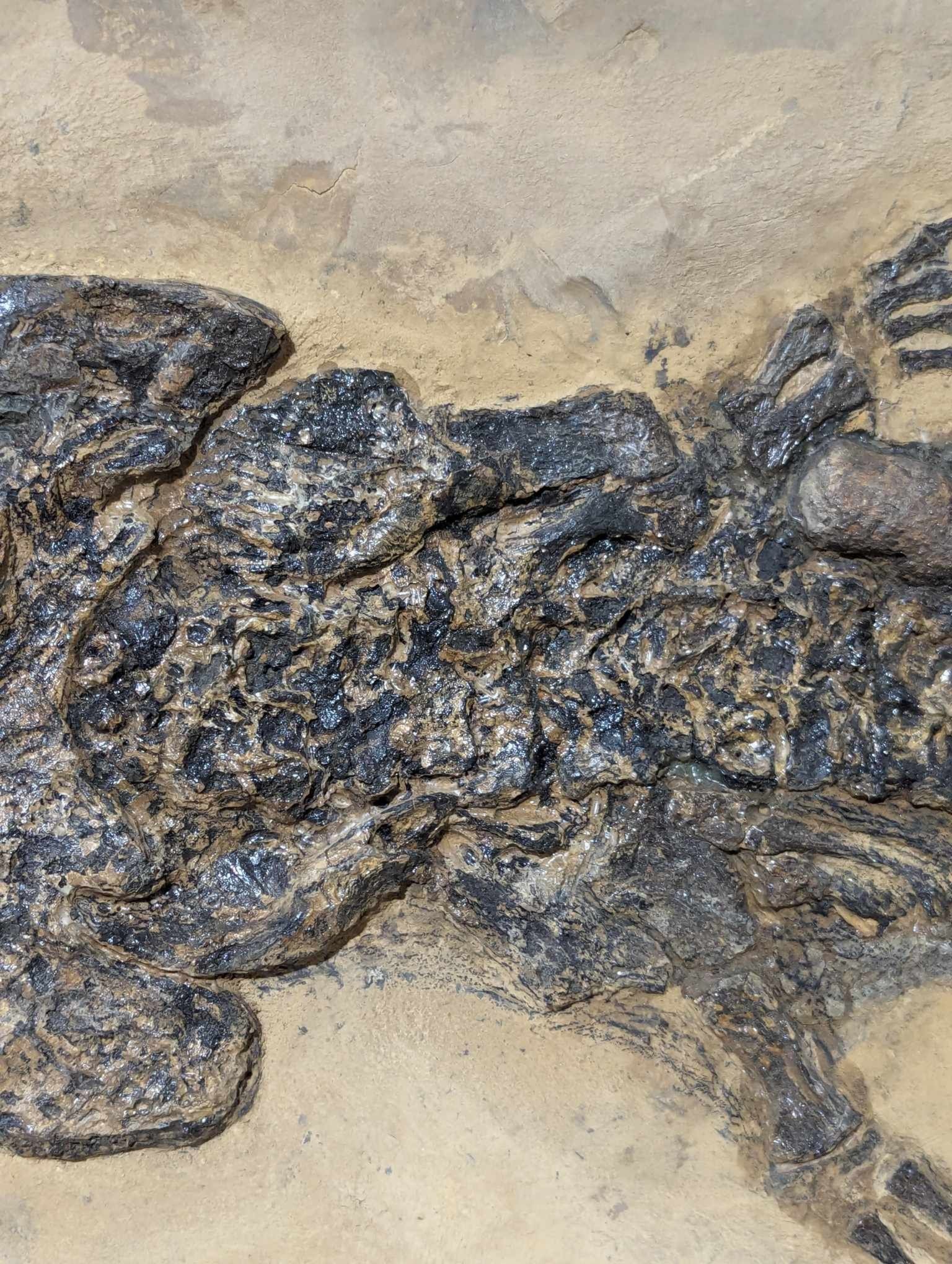 German Permian Sclerocephalus Amphibian 1b | Fossils for Sale Genuine Permian Age Sclerocephalus Amphibian Fossil for Sale from Germany #1b