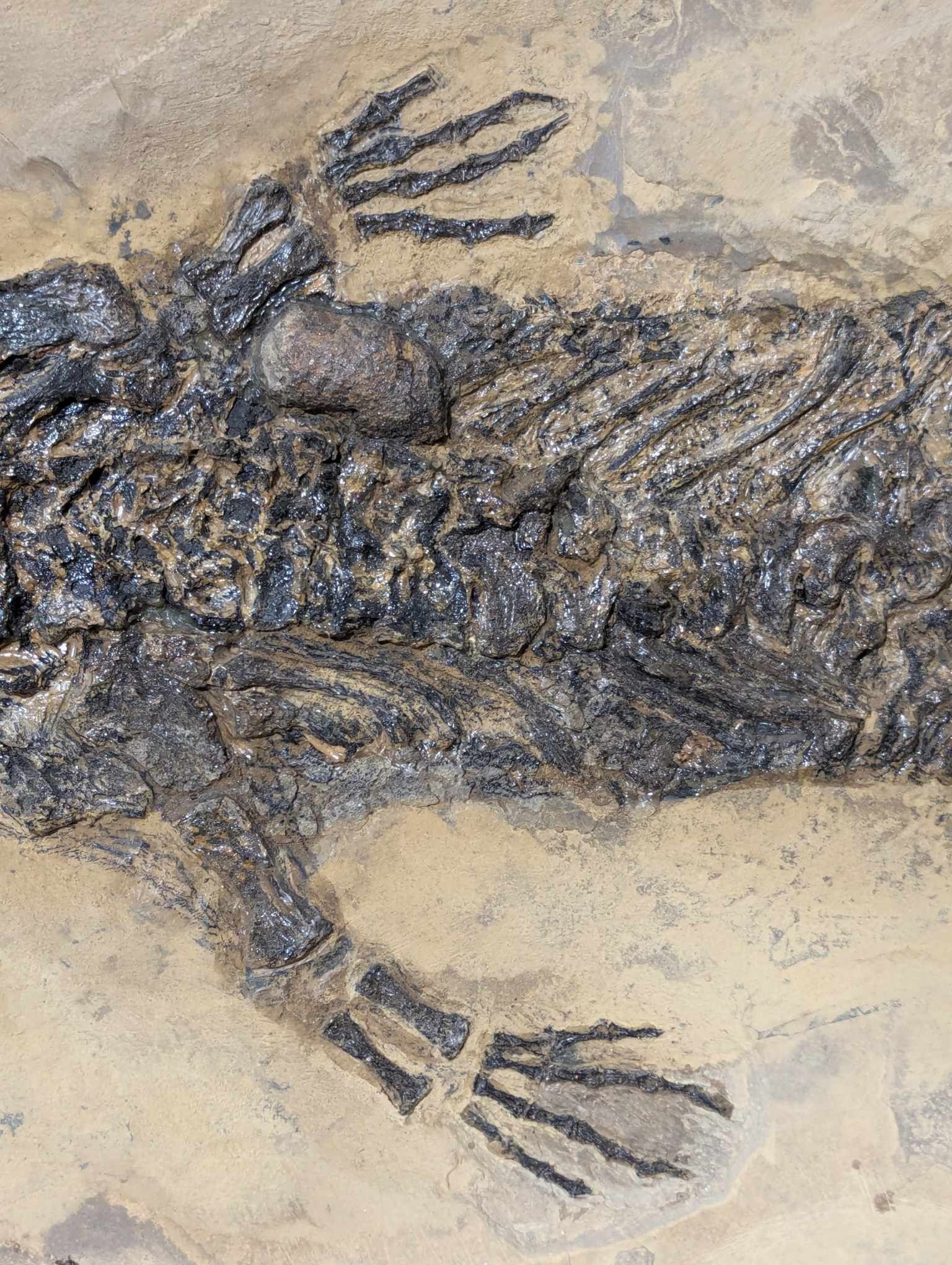 German Permian Sclerocephalus Amphibian 1c | Fossils for Sale Genuine Permian Age Sclerocephalus Amphibian Fossil for Sale from Germany #1c