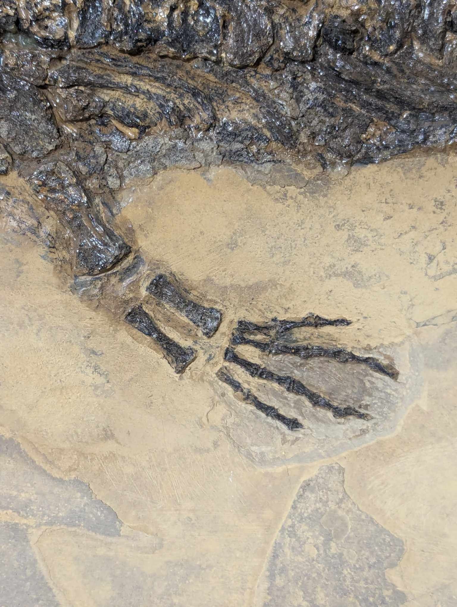 German Permian Sclerocephalus Amphibian 1e | Fossils for Sale Genuine Permian Age Sclerocephalus Amphibian Fossil for Sale from Germany #1e