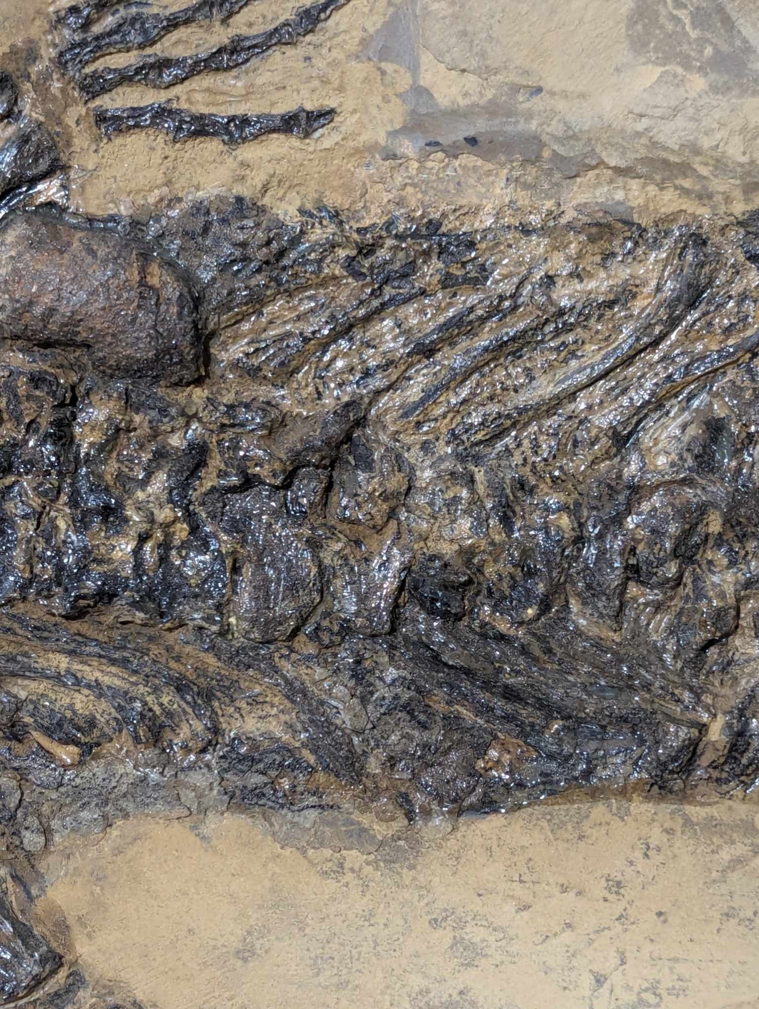 German Permian Sclerocephalus Amphibian 1f | Fossils for Sale Genuine Permian Age Sclerocephalus Amphibian Fossil for Sale from Germany #1f