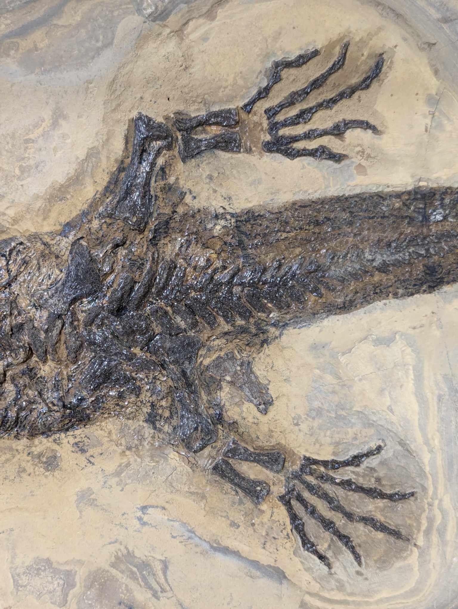 German Permian Sclerocephalus Amphibian 1h | Fossils for Sale Genuine Permian Age Sclerocephalus Amphibian Fossil for Sale from Germany #1h