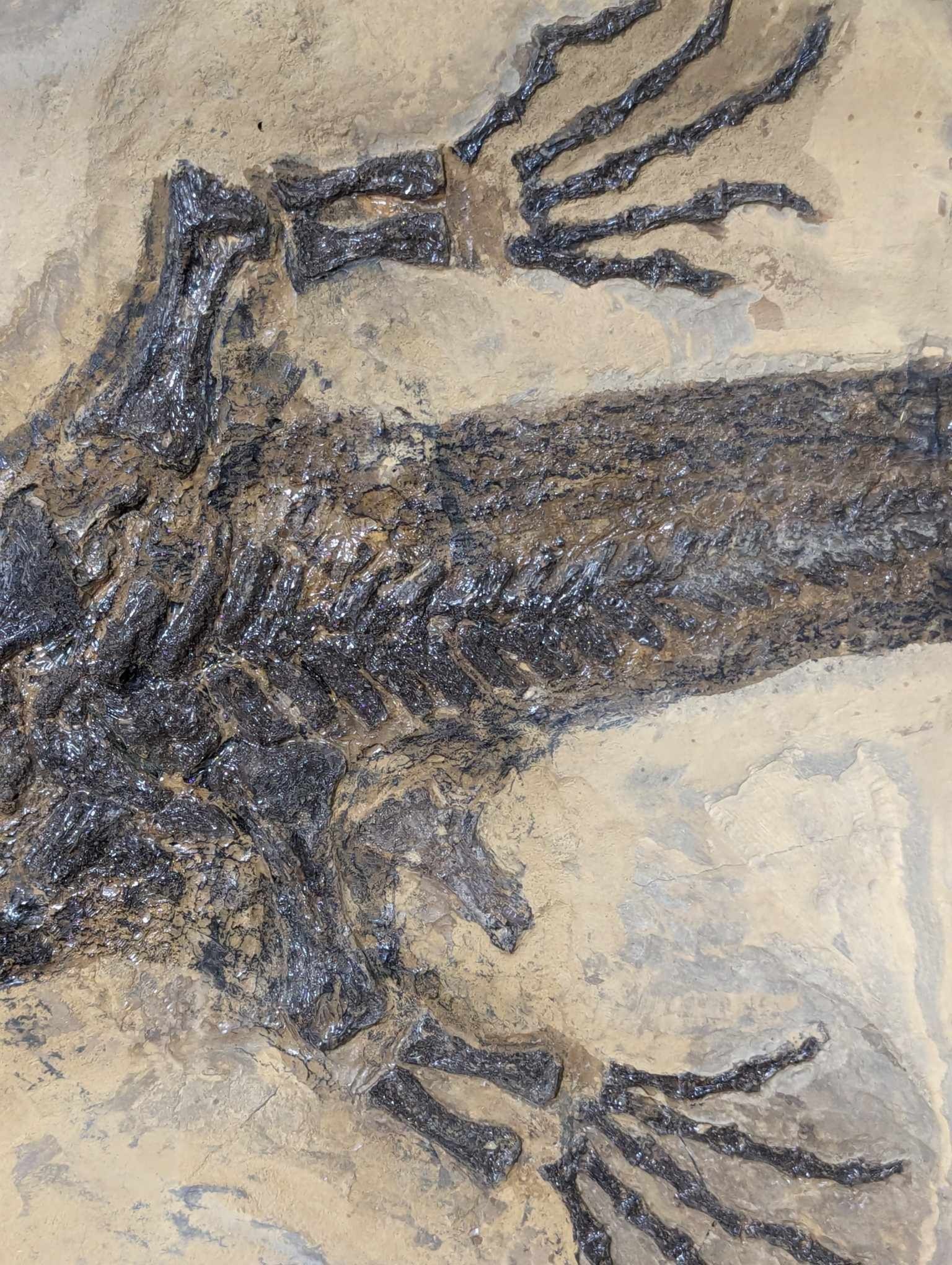 German Permian Sclerocephalus Amphibian 1i | Fossils for Sale Genuine Permian Age Sclerocephalus Amphibian Fossil for Sale from Germany #1i