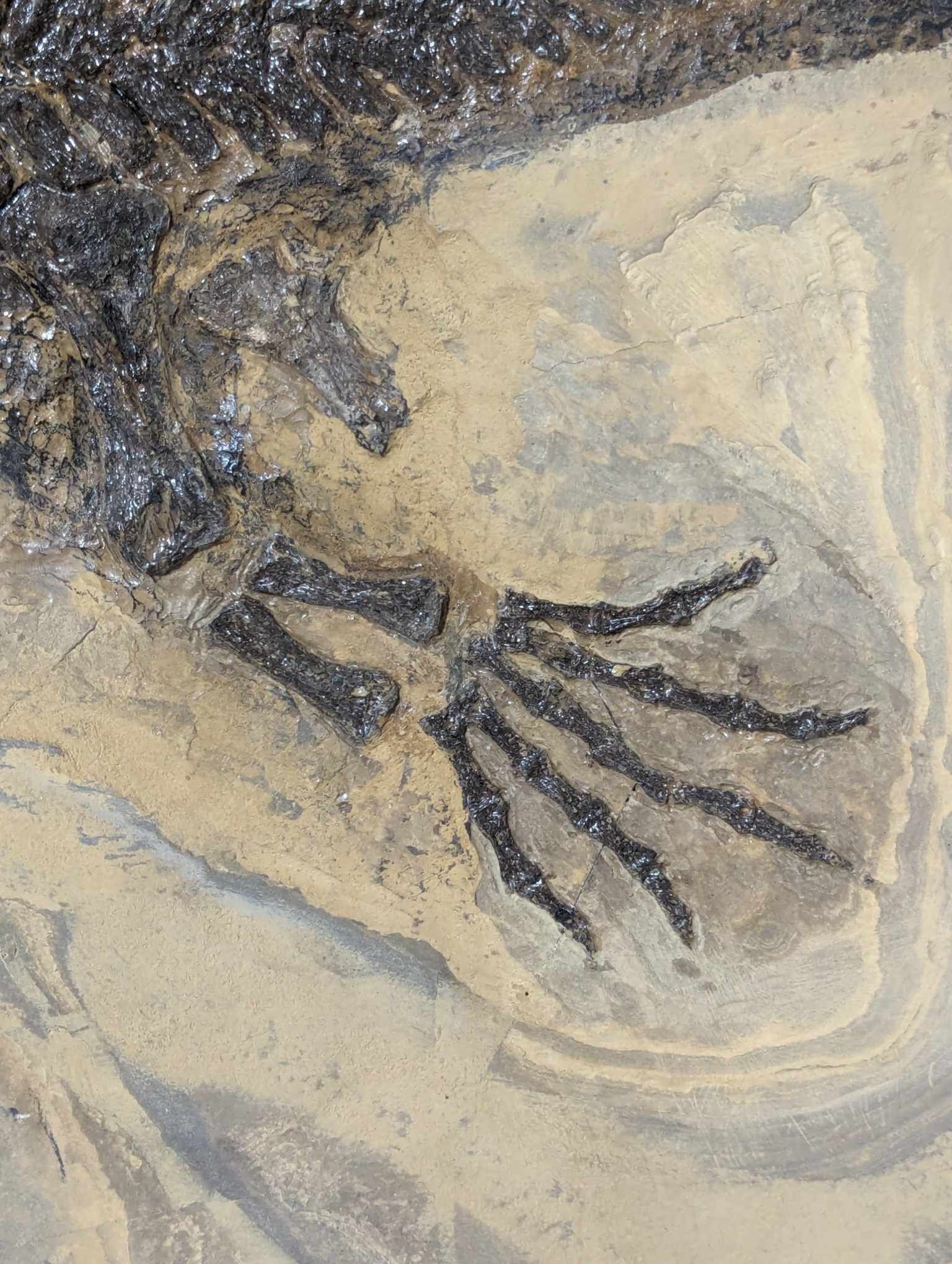 German Permian Sclerocephalus Amphibian 1k | Fossils for Sale Genuine Permian Age Sclerocephalus Amphibian Fossil for Sale from Germany #1k