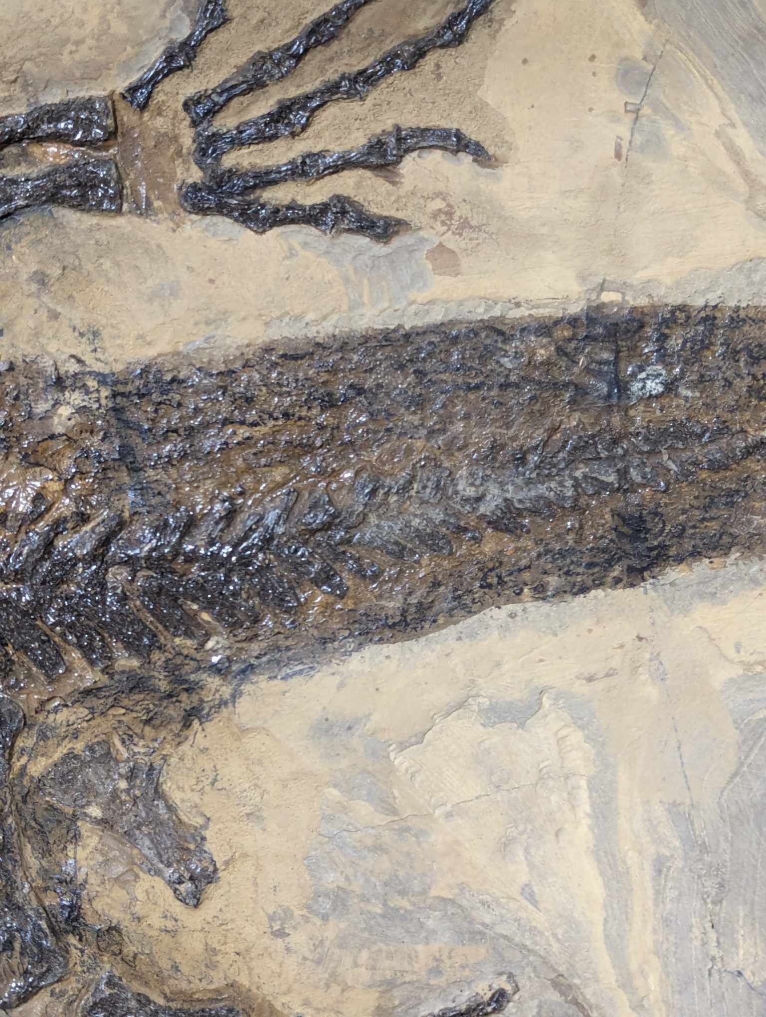 German Permian Sclerocephalus Amphibian 1l | Fossils for Sale Genuine Permian Age Sclerocephalus Amphibian Fossil for Sale from Germany #1l