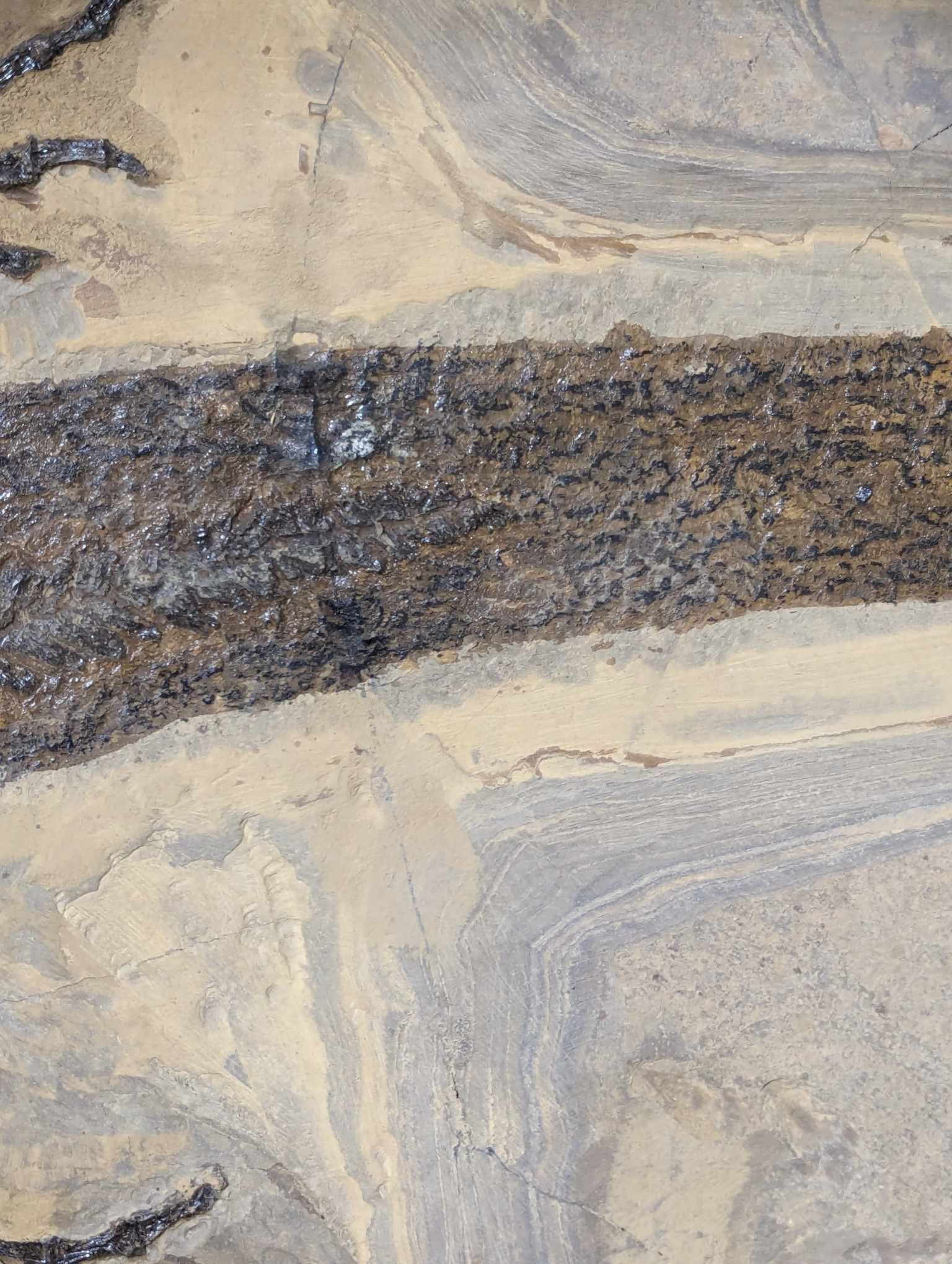 German Permian Sclerocephalus Amphibian 1m | Fossils for Sale Genuine Permian Age Sclerocephalus Amphibian Fossil for Sale from Germany #1m