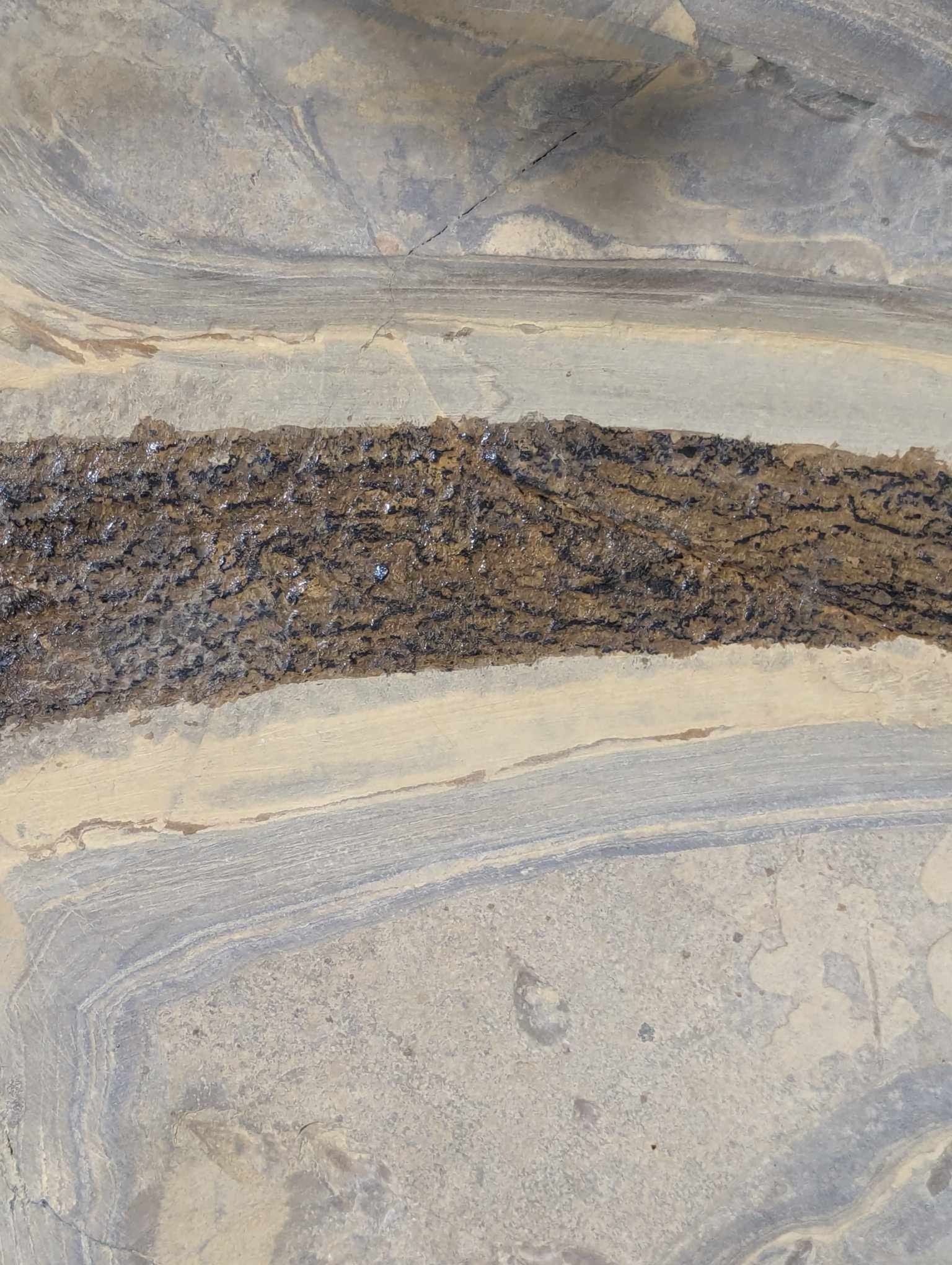 German Permian Sclerocephalus Amphibian 1n | Fossils for Sale Genuine Permian Age Sclerocephalus Amphibian Fossil for Sale from Germany #1n