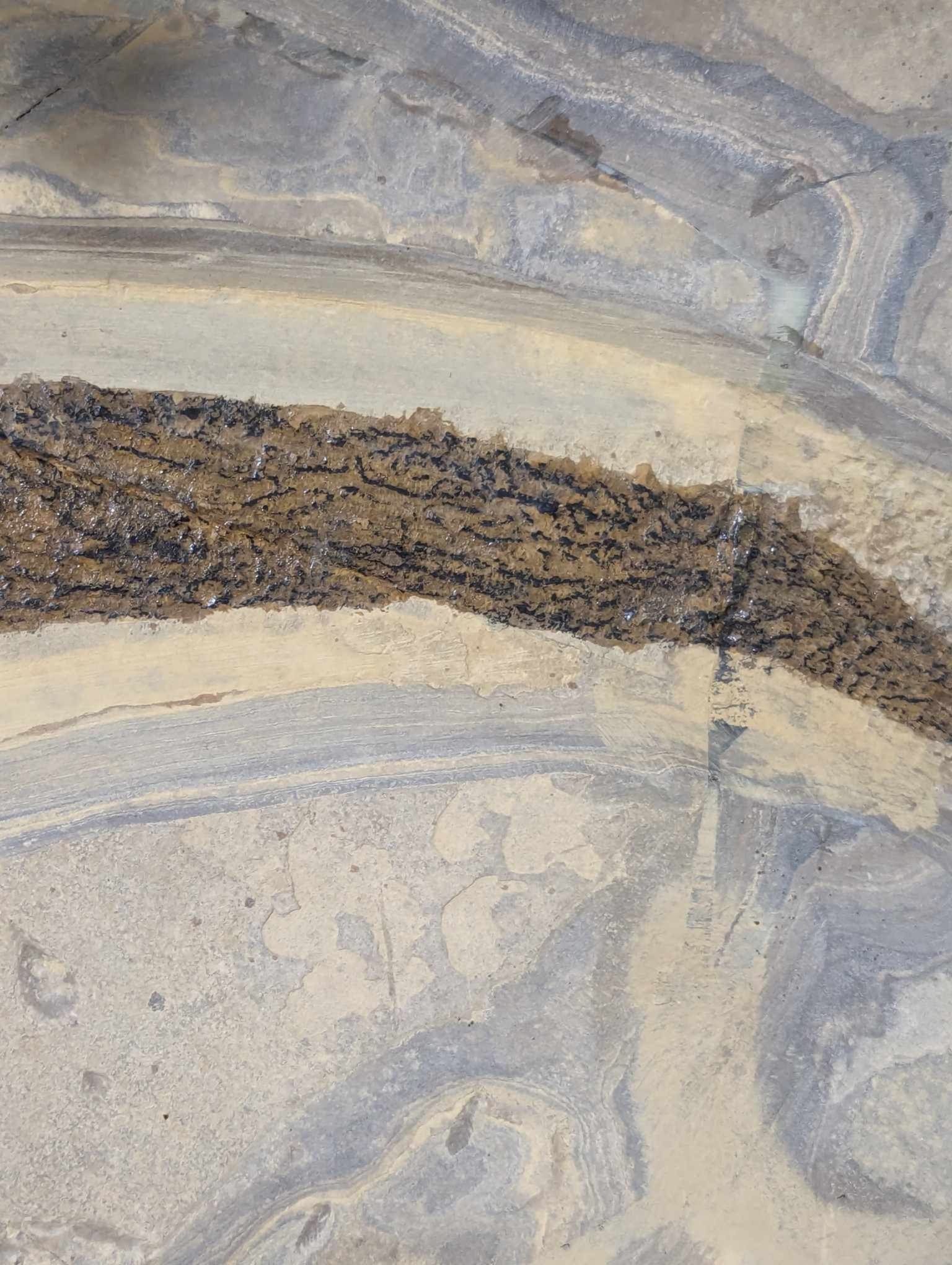 German Permian Sclerocephalus Amphibian 1o | Fossils for Sale Genuine Permian Age Sclerocephalus Amphibian Fossil for Sale from Germany #1o