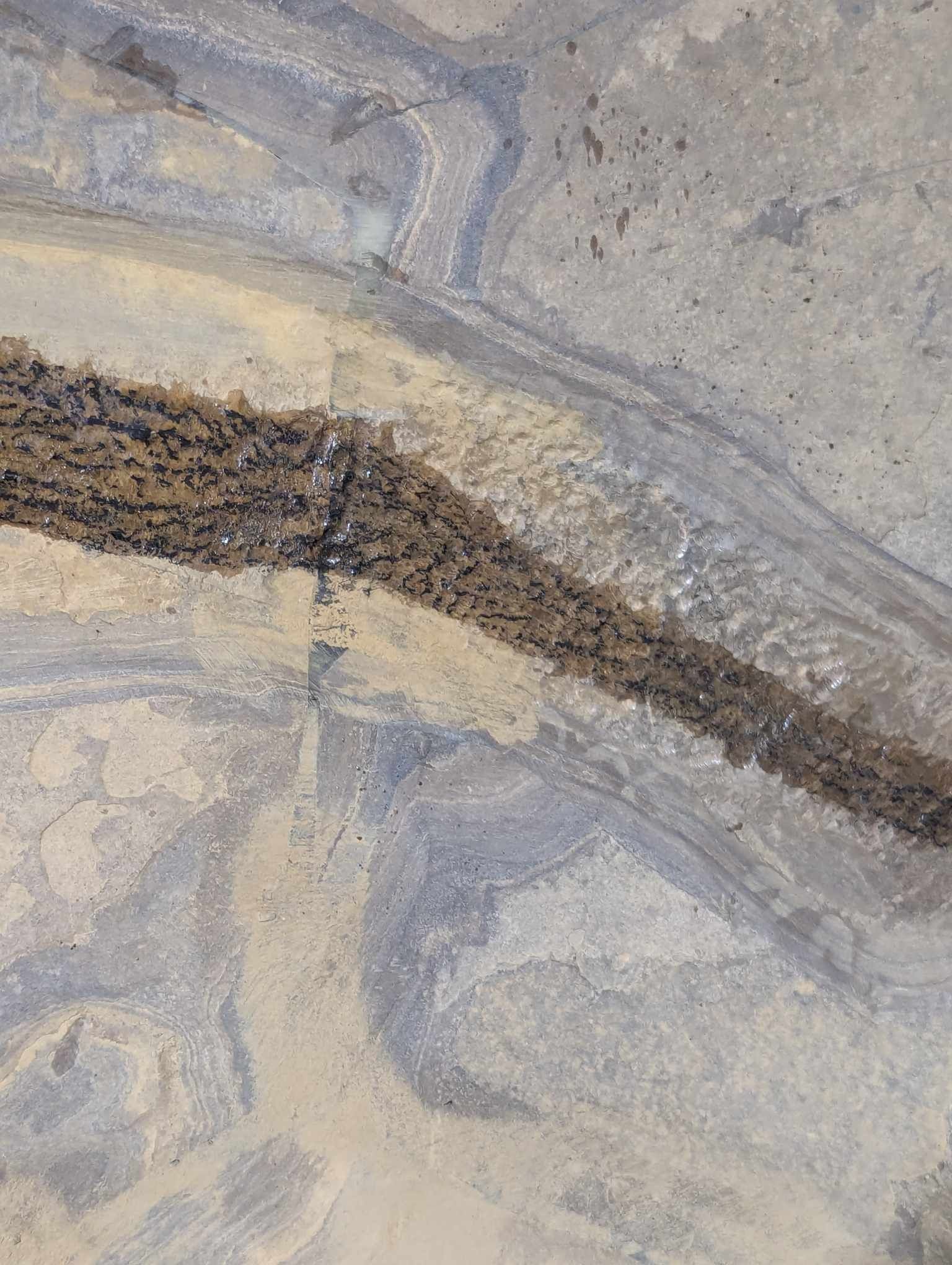 German Permian Sclerocephalus Amphibian 1p | Fossils for Sale Genuine Permian Age Sclerocephalus Amphibian Fossil for Sale from Germany #1p