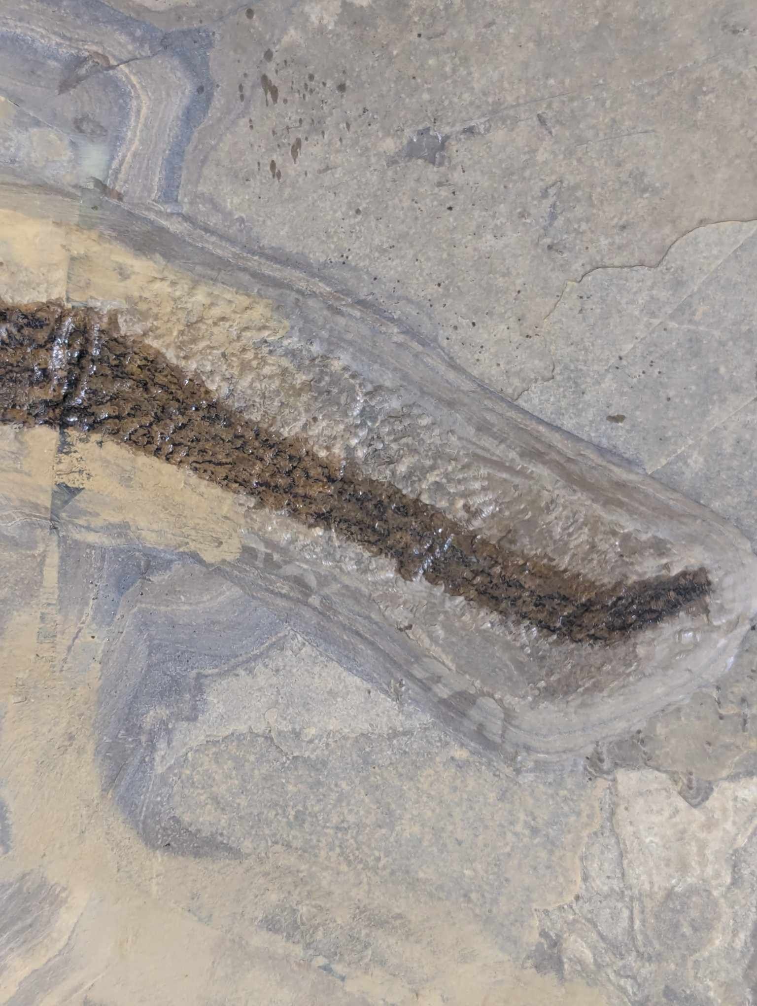 German Permian Sclerocephalus Amphibian 1q | Fossils for Sale Genuine Permian Age Sclerocephalus Amphibian Fossil for Sale from Germany #1q