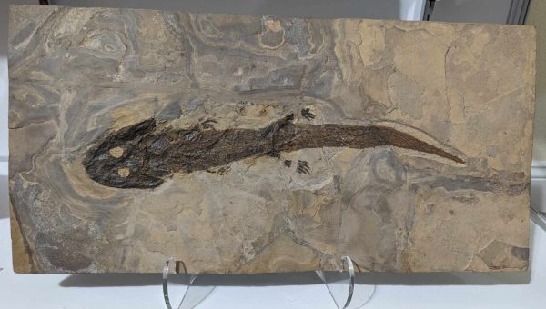 Genuine Permian Age Actinodon Amphibian Fossil for Sale from Germany #1