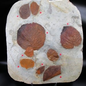 Genuine Paleocene Age Fossil Leaves From Montana For Sale #119