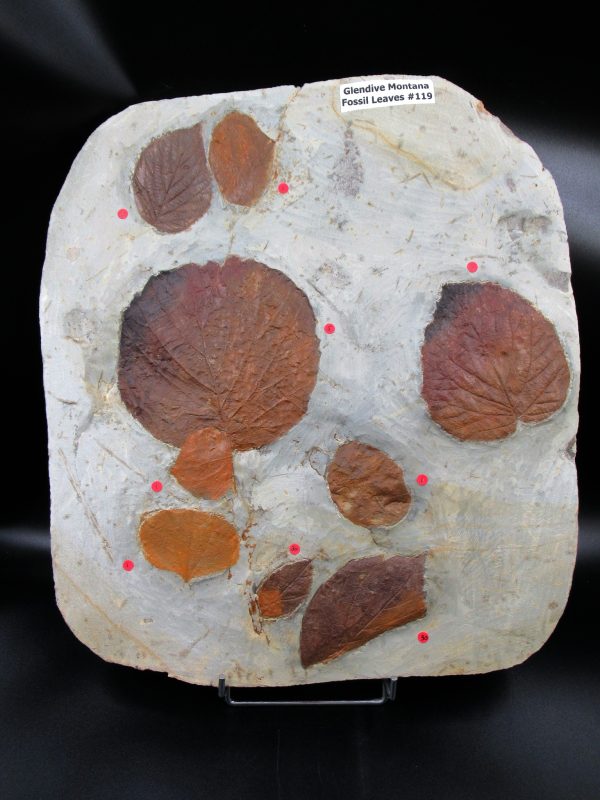 Genuine Paleocene Age Fossil Leaves From Montana For Sale #119