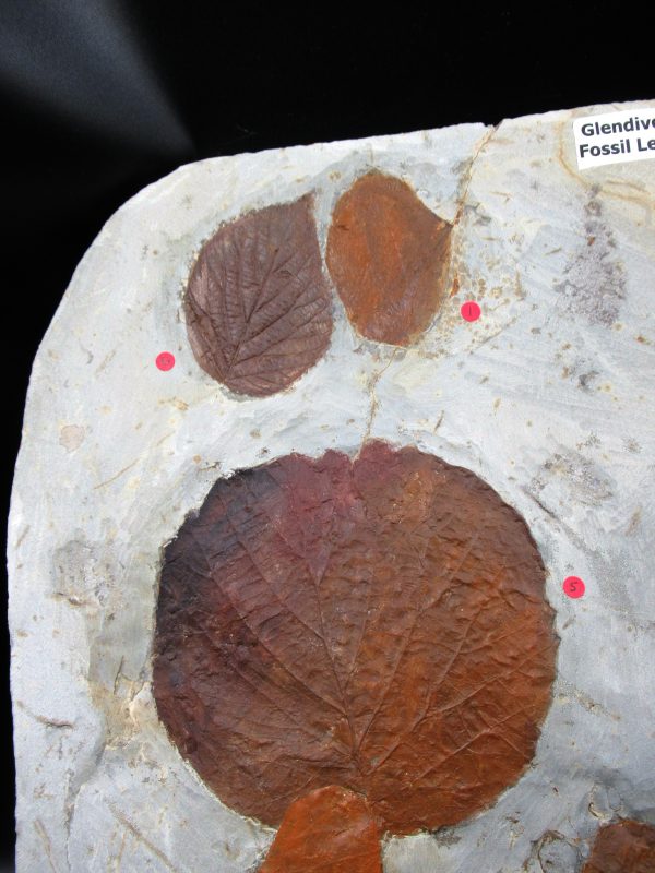 Genuine Paleocene Age Fossil Leaves From Montana For Sale #119a