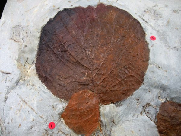 Genuine Paleocene Age Fossil Leaves From Montana For Sale #119f