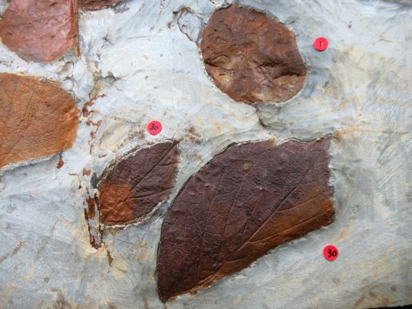 Genuine Paleocene Age Fossil Leaves From Montana For Sale #119h