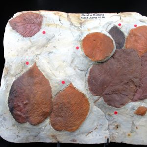 Genuine Paleocene Age Fossil Leaves From Montana For Sale #120